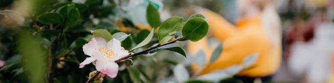 Garden Centres Nurseries In Auckland Region On Neighbourly Local